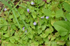 Lindernia anagallis